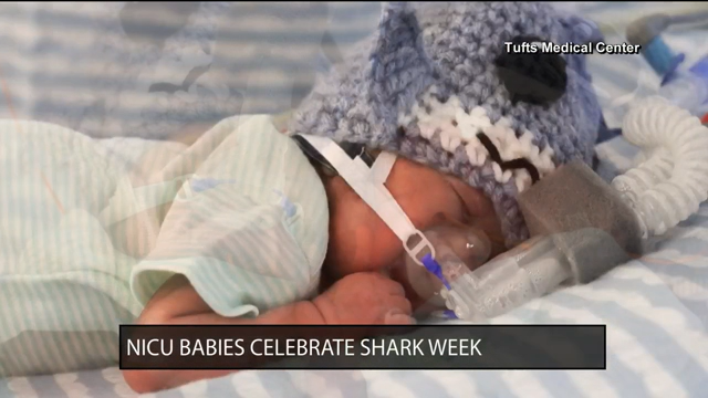 NICU babies celebrate Shark Week